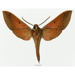 /filer/webapps/moths/media/images/U/usambarensis_Chaerocina_AM_Basquin_01b.jpg