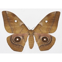 /filer/webapps/moths/media/images/M/melanops_Gonimbrasia_AF_Basquin.jpg