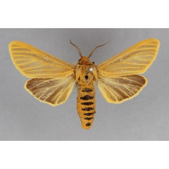 /filer/webapps/moths/media/images/S/scita_Pseudoradiarctia_LT_BMNH.jpg