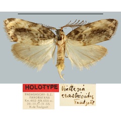 /filer/webapps/moths/media/images/E/erastrioides_Viettesia_HT_MNHN.jpg