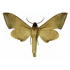 /filer/webapps/moths/media/images/N/nigriplaga_Polyptychus_AM_Basquin_01b.jpg