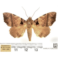 /filer/webapps/moths/media/images/T/trispila_Serrodes_AM_BMNH.jpg