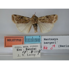 /filer/webapps/moths/media/images/B/bergeri_Mentaxya_HT_RMCA.jpg