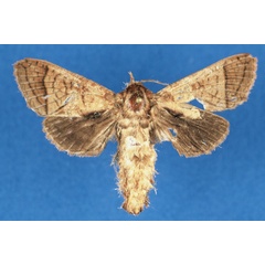 /filer/webapps/moths/media/images/L/lindacammae_Haberlandia_PTF_ZMA.jpg