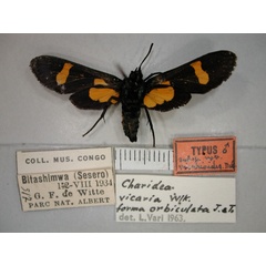 /filer/webapps/moths/media/images/V/vicarioides_Marmax_A_RMCA_02.jpg