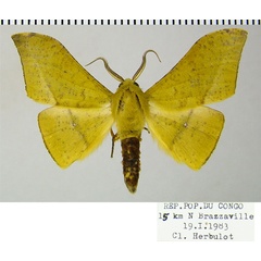 /filer/webapps/moths/media/images/H/hellingsi_Plegapteryx_AM_ZSMa.jpg