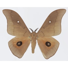 /filer/webapps/moths/media/images/M/meloui_Pseudobunaea_AM_Basquina.jpg