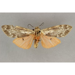 /filer/webapps/moths/media/images/R/rhodophaea_Teracotona_AF_BMNH.jpg
