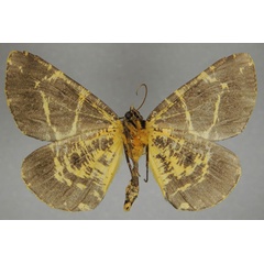 /filer/webapps/moths/media/images/A/arichannaria_Rhodophthitus_AM_ZSMb.jpg