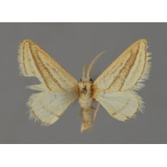 /filer/webapps/moths/media/images/S/subbrunnescens_Acidaliastis_A_ZSM_01.jpg