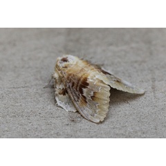 /filer/webapps/moths/media/images/C/clementsi_Schausinna_A_Voaden.jpg