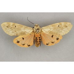 /filer/webapps/moths/media/images/B/buryi_Teracotona_ST_BMNH.jpg