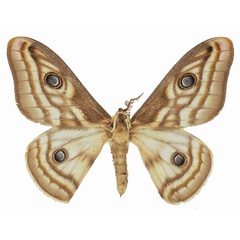 /filer/webapps/moths/media/images/A/apollonia_Heniocha_AM_Basquina.jpg