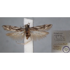 /filer/webapps/moths/media/images/C/confixa_Telphusa_LT_BMNH.jpg