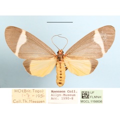 /filer/webapps/moths/media/images/H/hersilia_Caryatis_A_MGCLa_01.JPG
