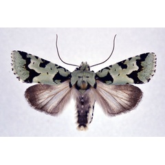 /filer/webapps/moths/media/images/P/pocsi_Homonacna_AM_NHMO.jpg