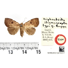 /filer/webapps/moths/media/images/S/stigmagrapta_Niphosticta_HT_BMNH.jpg