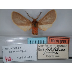 /filer/webapps/moths/media/images/D/dracuncula_Metarctia_HT_RMCA_01.jpg