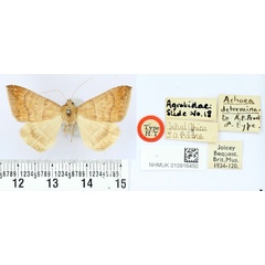 /filer/webapps/moths/media/images/D/determinata_Achaea_HT_BMNH.jpg