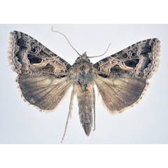 /filer/webapps/moths/media/images/D/daubei_Thysanoplusia_AF_NHMO.jpg