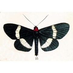 /filer/webapps/moths/media/images/V/virescens_Massaga_HT_Butler_1874_61-15.jpg
