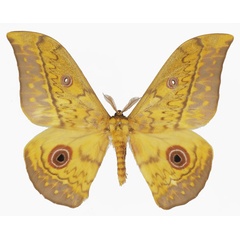 /filer/webapps/moths/media/images/O/orientalis_Aurivillius_AM_Basquina.jpg