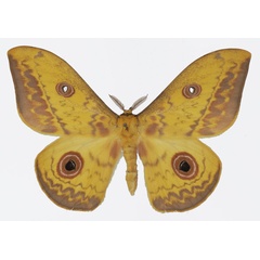 /filer/webapps/moths/media/images/S/seydeli_Aurivillius_AM_Basquina.jpg