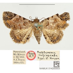 /filer/webapps/moths/media/images/R/rufimixta_Eublemma_HT_BMNH.jpg