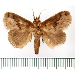 /filer/webapps/moths/media/images/C/cinerea_Tryphax_AM_BMNH_02.jpg
