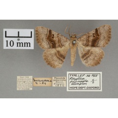 /filer/webapps/moths/media/images/P/polymorpha_Plecoptera_A_OUMNHa_03.jpg