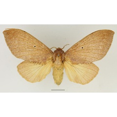 /filer/webapps/moths/media/images/R/rufescens_Gastroplakaeis_AF_Basquin_02.jpg