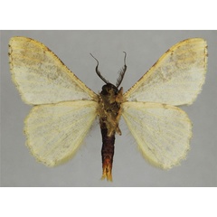/filer/webapps/moths/media/images/S/spuria_Colocleora_AM_ZSMb.jpg