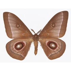 /filer/webapps/moths/media/images/L/licharbas_Bunaeopsis_AM_Basquin_02.jpg