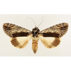 /filer/webapps/moths/media/images/T/tinctipennis_Ulotrichopus_AF_TMSA_02.jpg