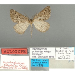 /filer/webapps/moths/media/images/P/polystriga_Hypotephrina_HT_TMSA.jpg