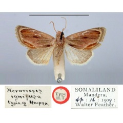 /filer/webapps/moths/media/images/I/ignifusa_Acroriesis_HT_BMNH.jpg
