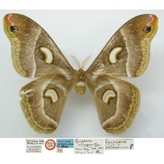 /filer/webapps/moths/media/images/P/pelosoma_Epiphora_HT_NHMUKa.jpg