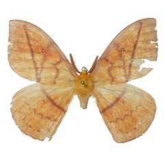 /filer/webapps/moths/media/images/P/pseudovulpina_Maltagorea_PT_Basquin.jpg