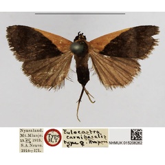 /filer/webapps/moths/media/images/C/carnibasalis_Eulocastra_HT_NHMUK.jpg