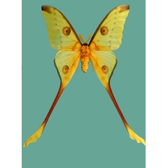 /filer/webapps/moths/media/images/M/mittrei_Argema_AM_Basquin_01.jpg