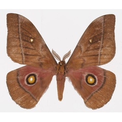 /filer/webapps/moths/media/images/M/murphyi_Gonimbrasia_AM_Basquina.jpg