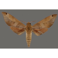 /filer/webapps/moths/media/images/M/major_Libyoclanis_HT_OUMNH_01.jpg