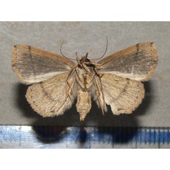 /filer/webapps/moths/media/images/L/leucosticha_Plecoptera_A_Goffb_01.jpg
