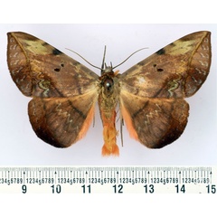 /filer/webapps/moths/media/images/C/capensis_Hypopyra_AM_BMNH.jpg