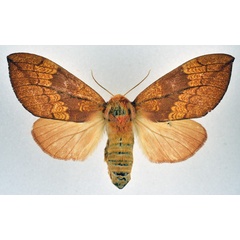 /filer/webapps/moths/media/images/B/bettoni_Trotonotus_AF_NHMO.jpg