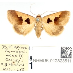 /filer/webapps/moths/media/images/A/atripuncta_Anoba_AF_BMNH_02.jpg
