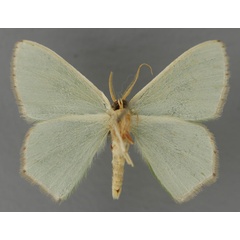 /filer/webapps/moths/media/images/R/rubricorpus_Lophorrhachia_AM_ZSM_02.jpg