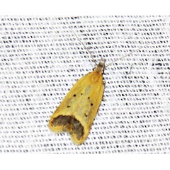 /filer/webapps/moths/media/images/I/impigra_Dichomeris_A_Brauns_03.jpg