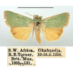 /filer/webapps/moths/media/images/A/aerugo_Adisura_AM_BMNH.jpg