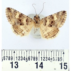 /filer/webapps/moths/media/images/I/innexa_Gnamptonyx_A_BMNH.jpg